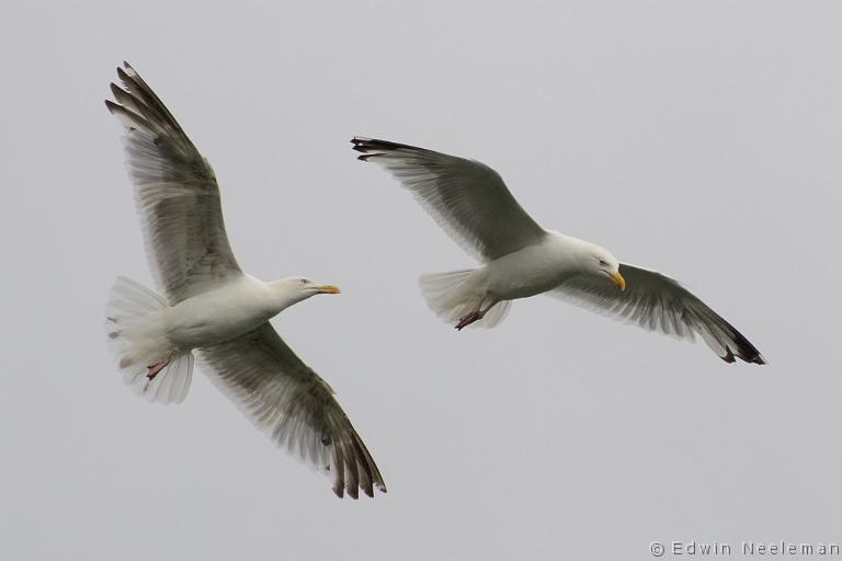 ENE-20120722-0332.jpg - [nl] Zilvermeeuwen ( Larus argentatus ) | Garlieston, Dumfries and Galloway, Schotland[en] Herring Gulls ( Larus argentatus ) | Garlieston, Dumfries and Galloway, Scotland